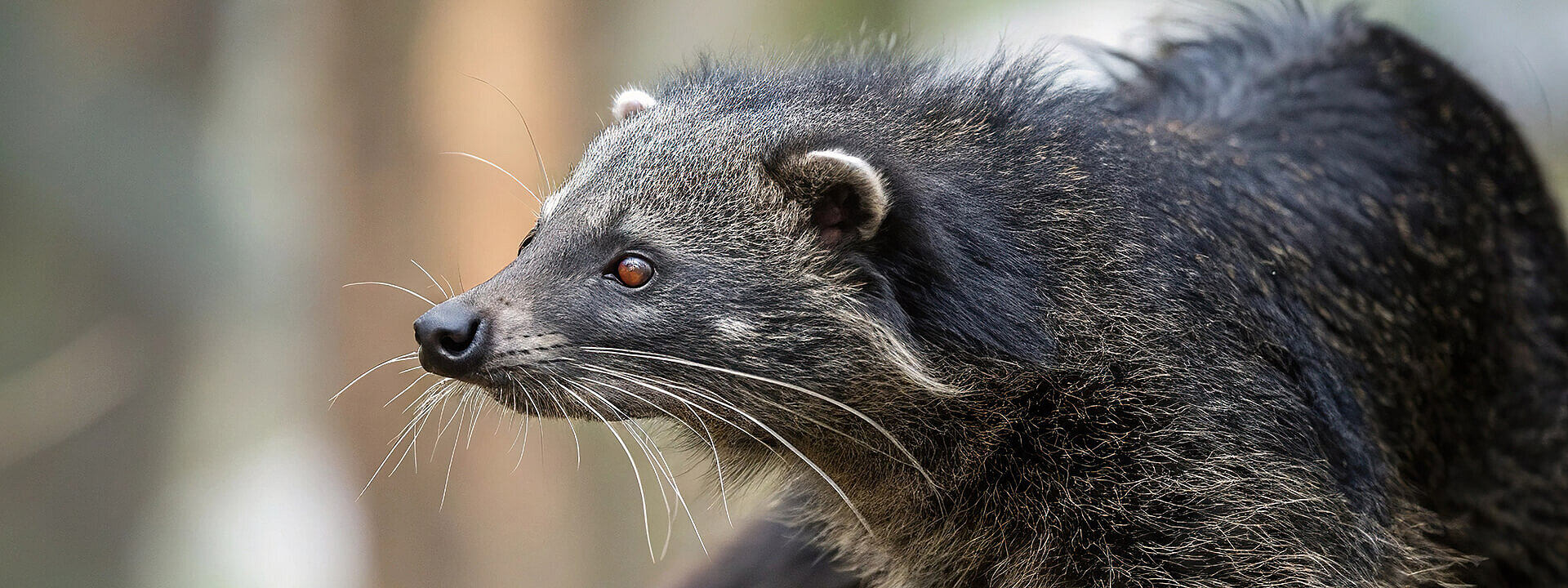 Binturong