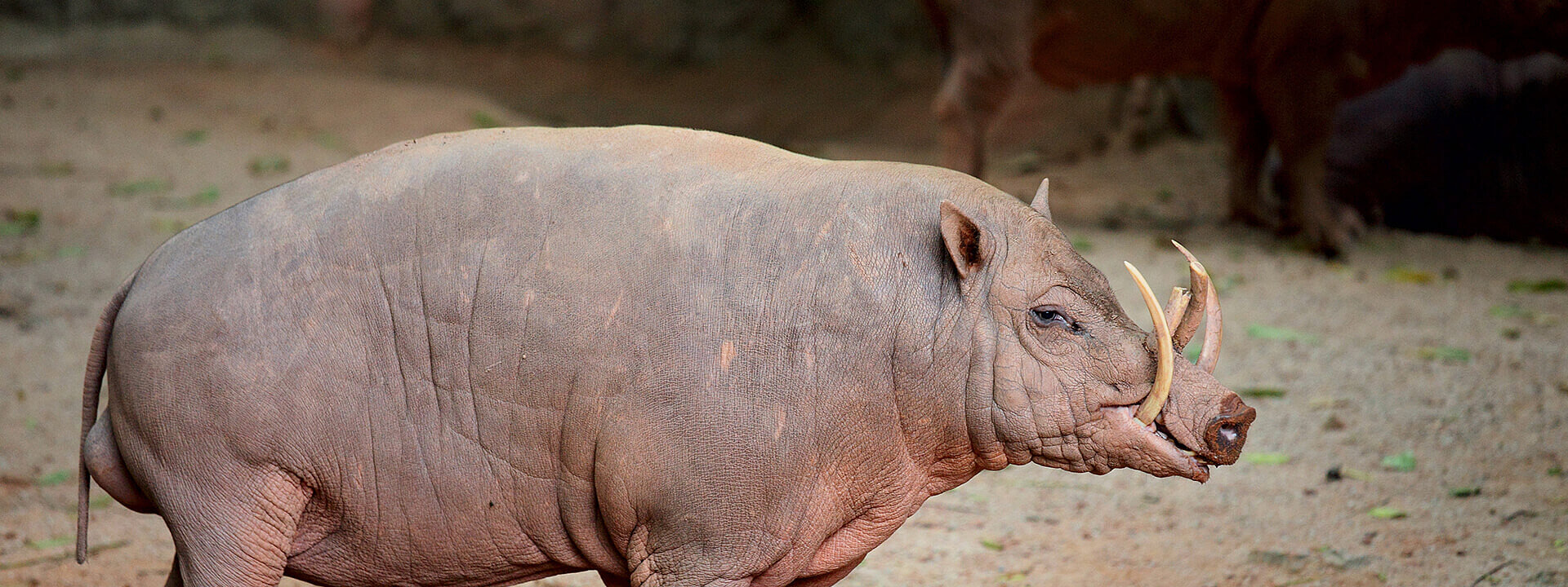 Babirusa