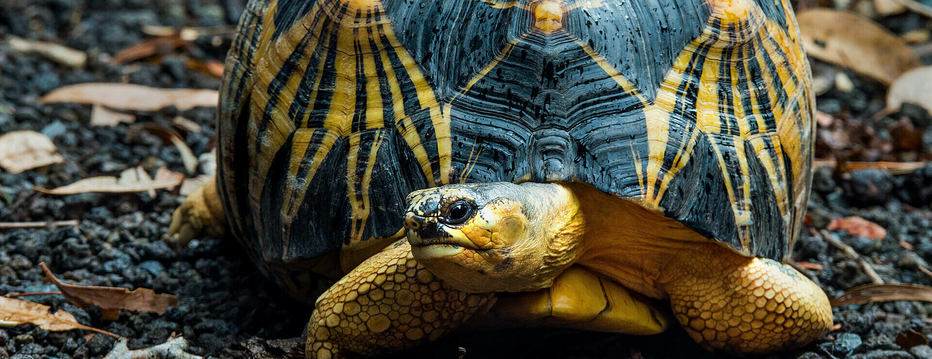 Radiated Tortoise