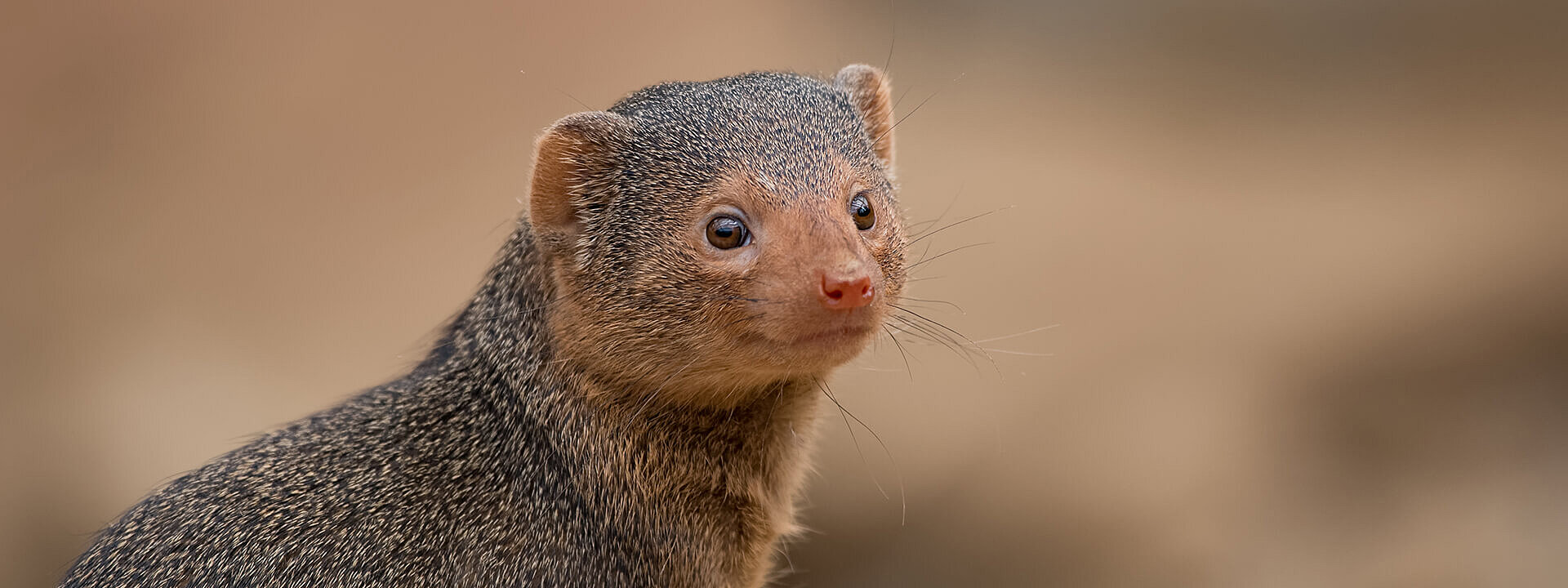 Dwarf Mongoose