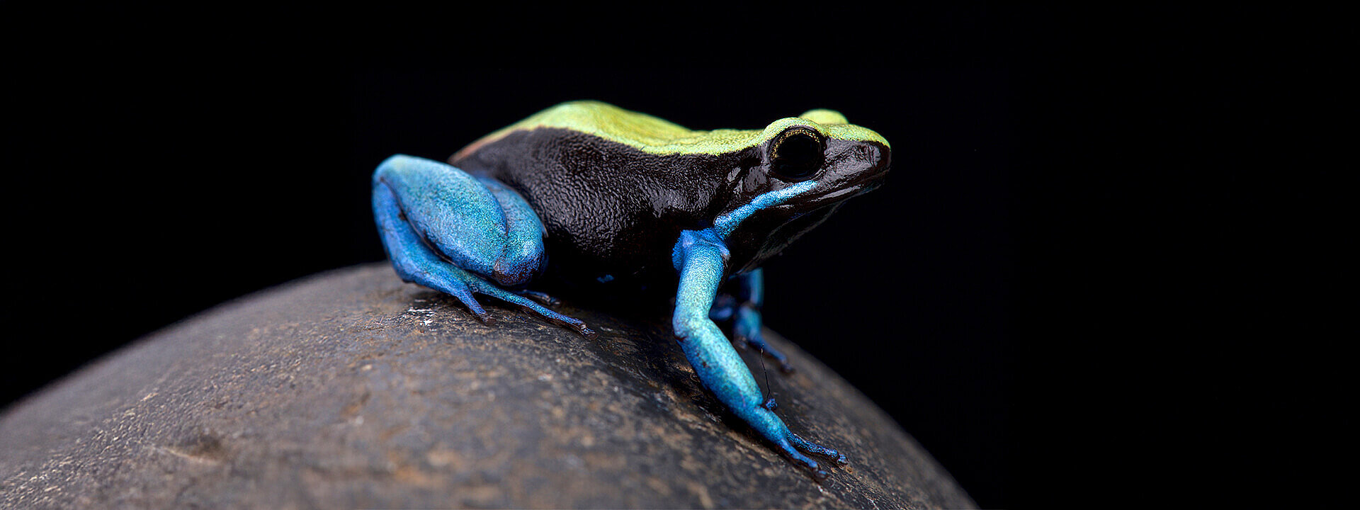 Blue-legged mantella