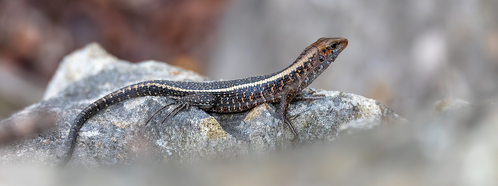 Western Girdled Lizard