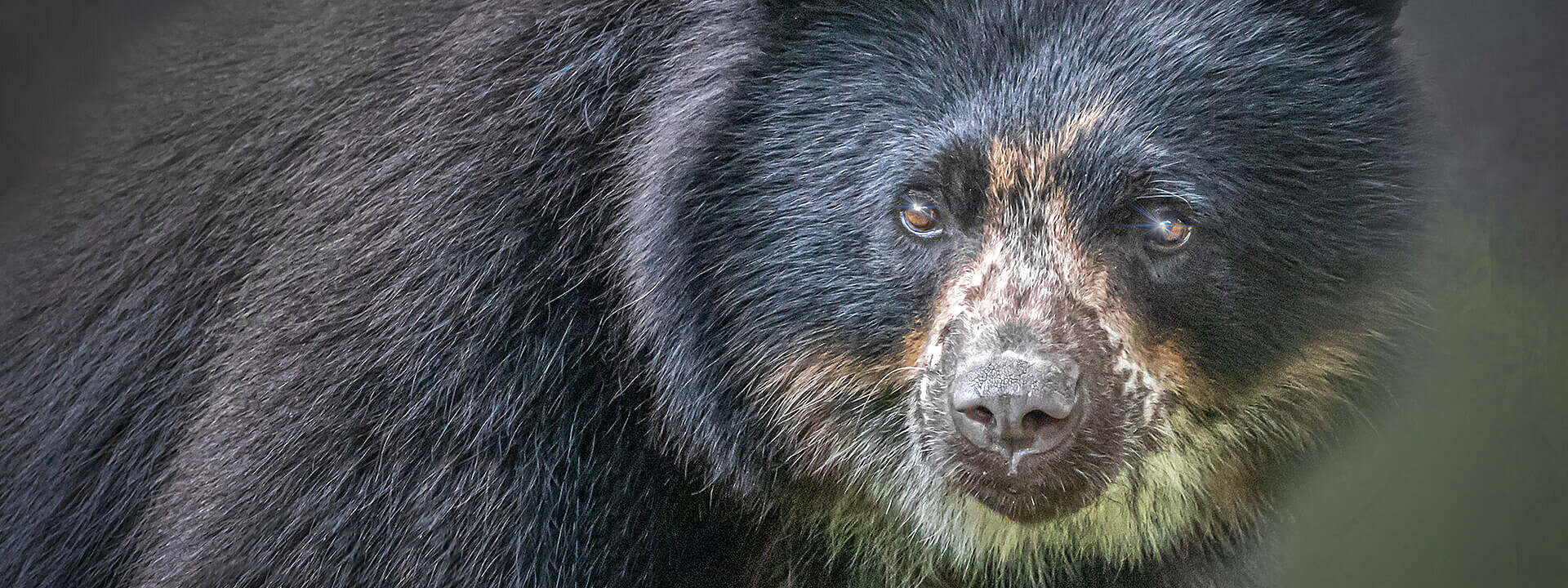 Andean Bear