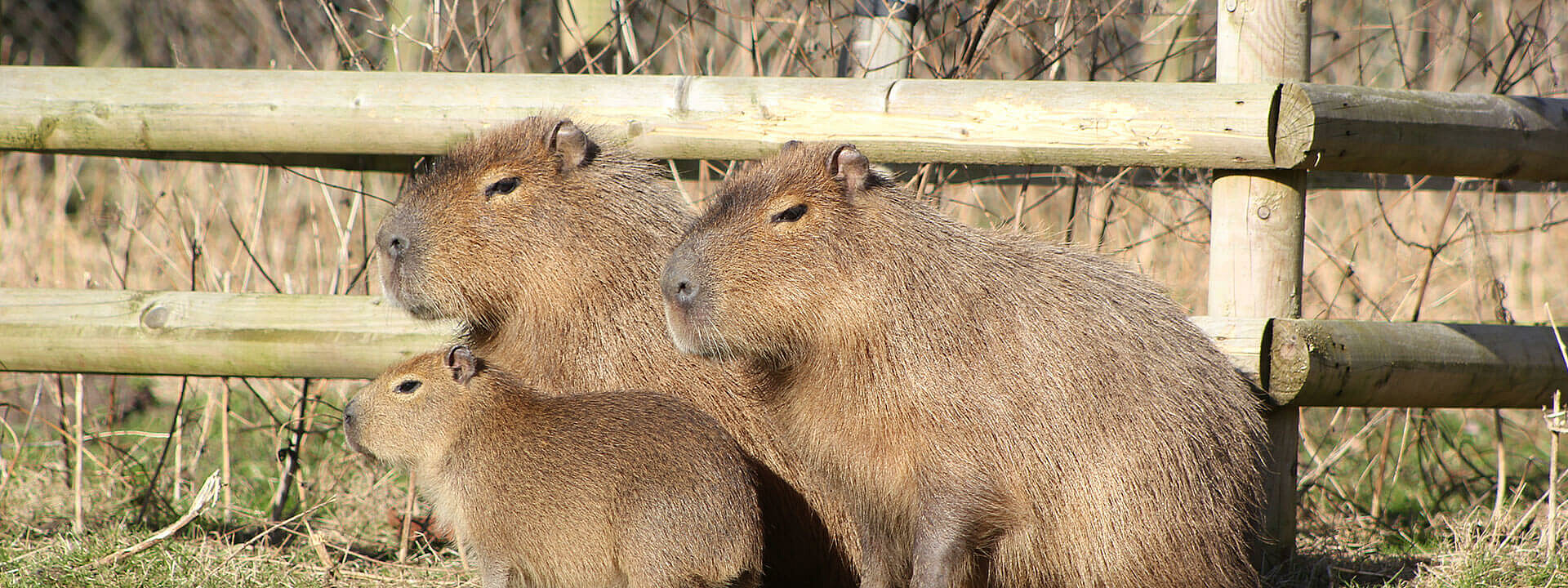 Capybara