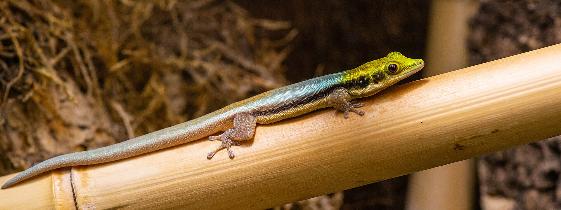 Yellow-headed day gecko