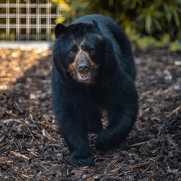 andean bear