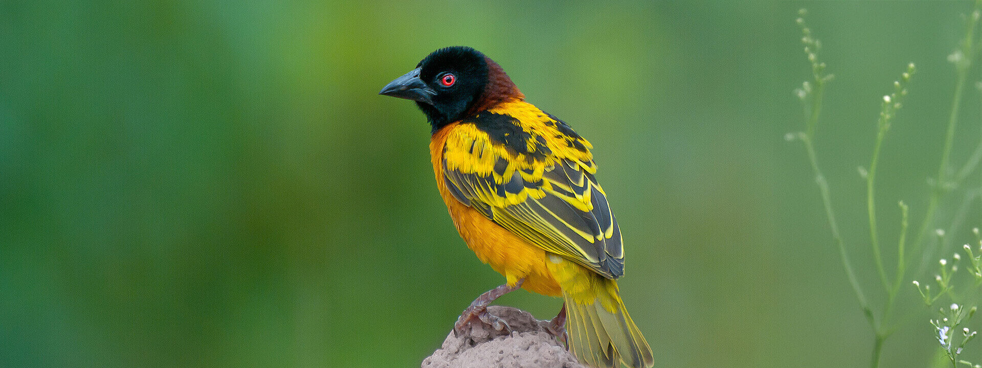 Village weaver