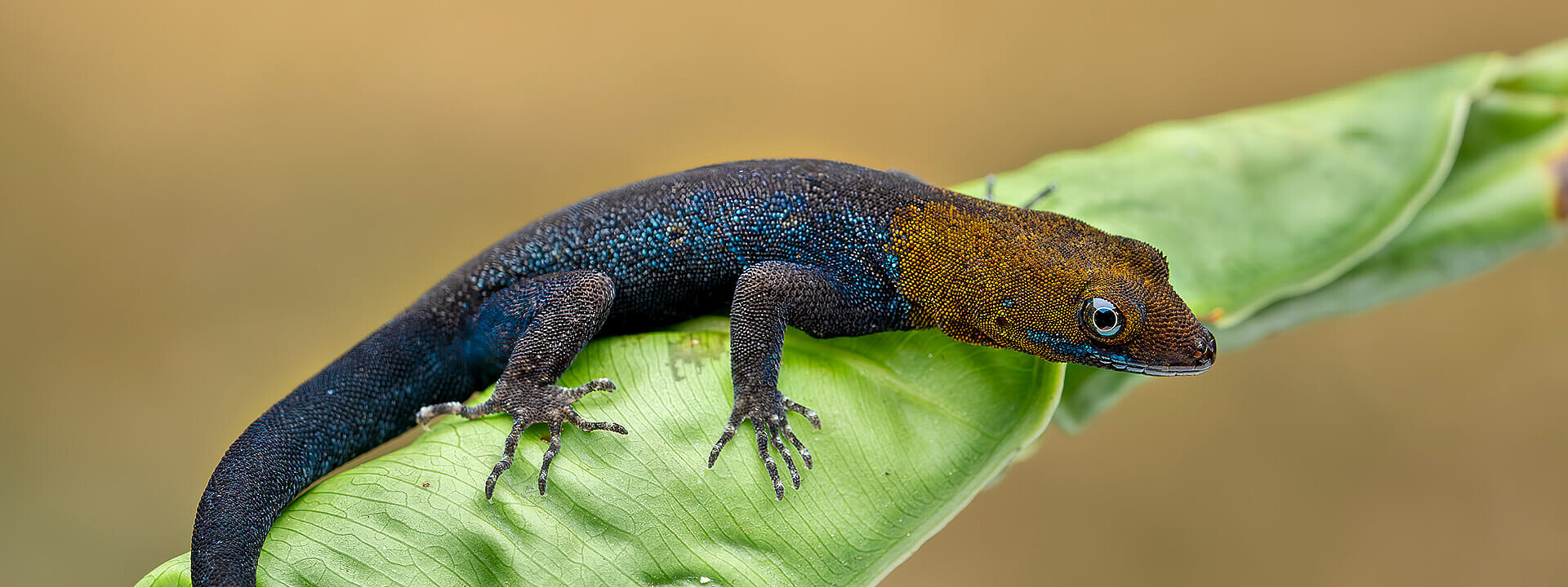 Yellow-headed gecko