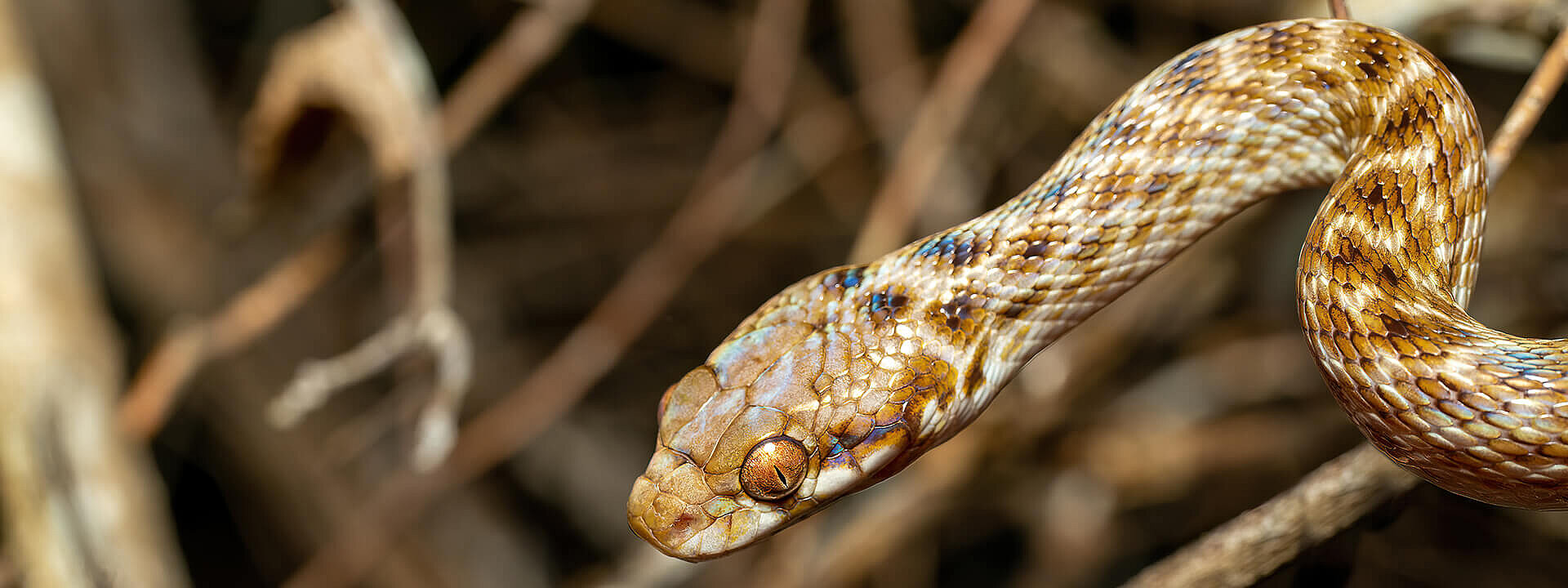 Madagascan cat eye snake
