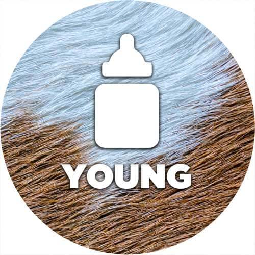 Mammal Young