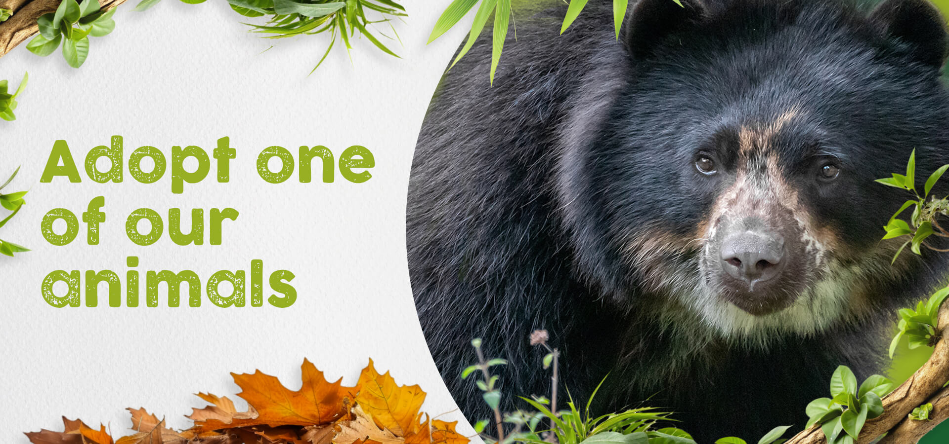 Andean Bear