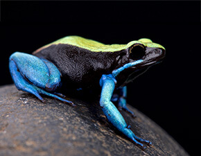 Blue-legged mantella