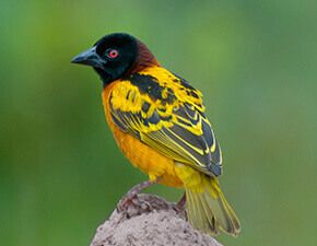 Village weaver