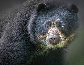 Andean Bear