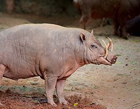 Babirusa