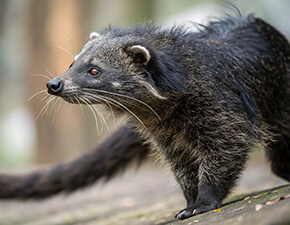 Binturong