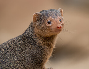 Dwarf Mongoose