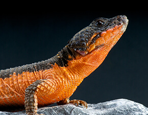 Gorongosa girdled lizard