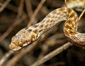 Madagascan cat eye snake