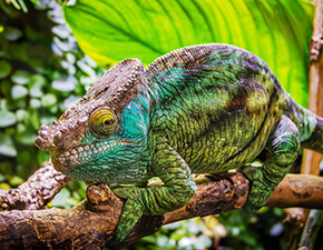 Parson's chameleon