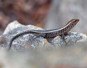 Western Girdled Lizard