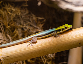 Yellow-headed day gecko