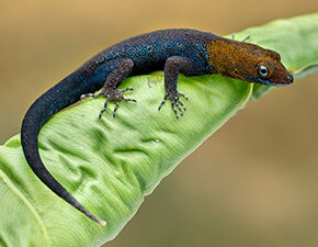 Yellow-headed gecko