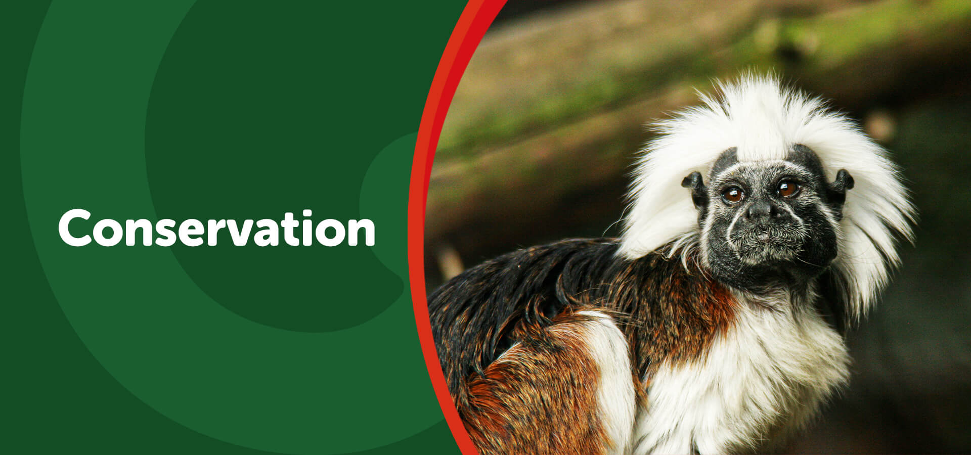 endangered species cotton-top tamarin monkey in zoo